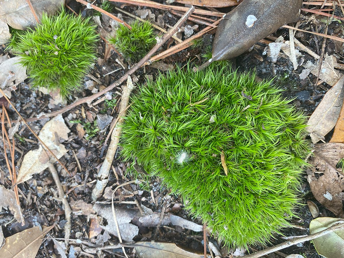 Clumps of emerald moss tack down to bare soil. Photo: Heidi Skinner