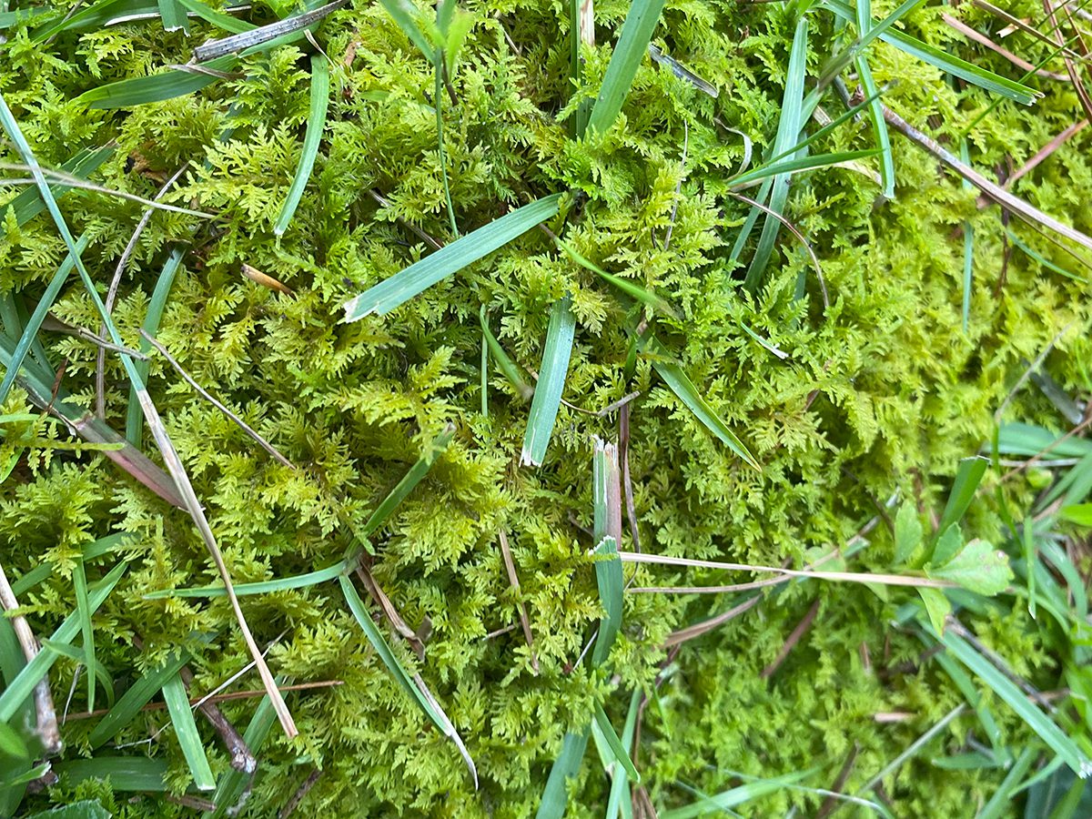 A type of feathery moss is shown in closeup. Photo: Heidi Skinner