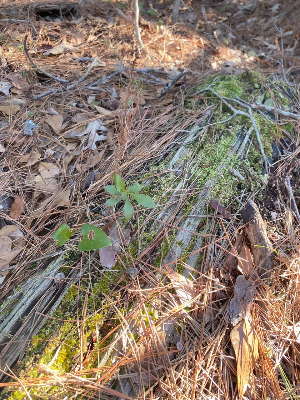 A nurse log on the forest floor is covered in moss. Photo: Heidi Skinner