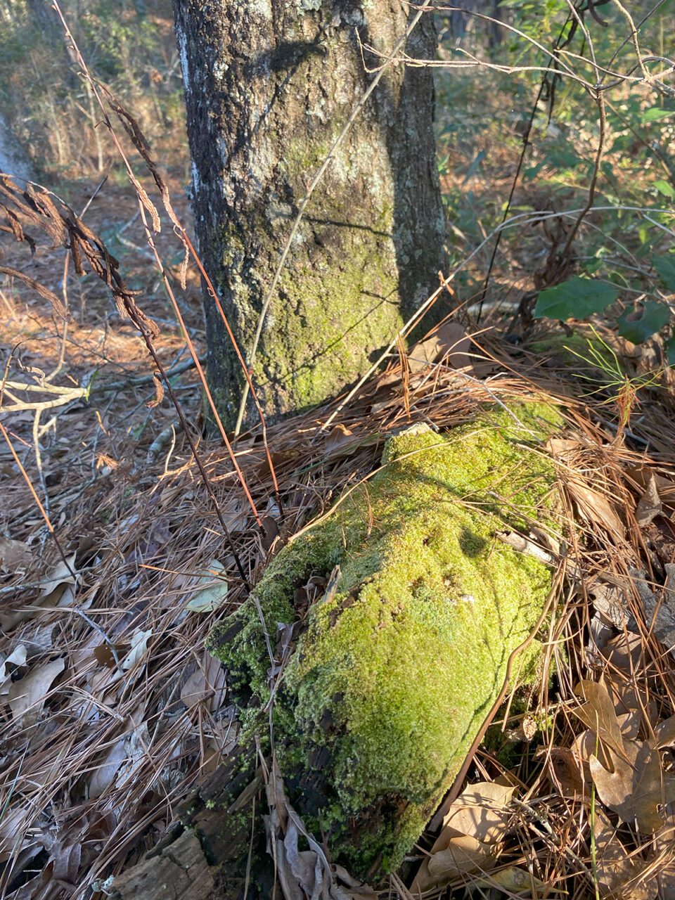 Moss grows vertically and horizontally at the base of this tree. Photo: Heidi Skinner