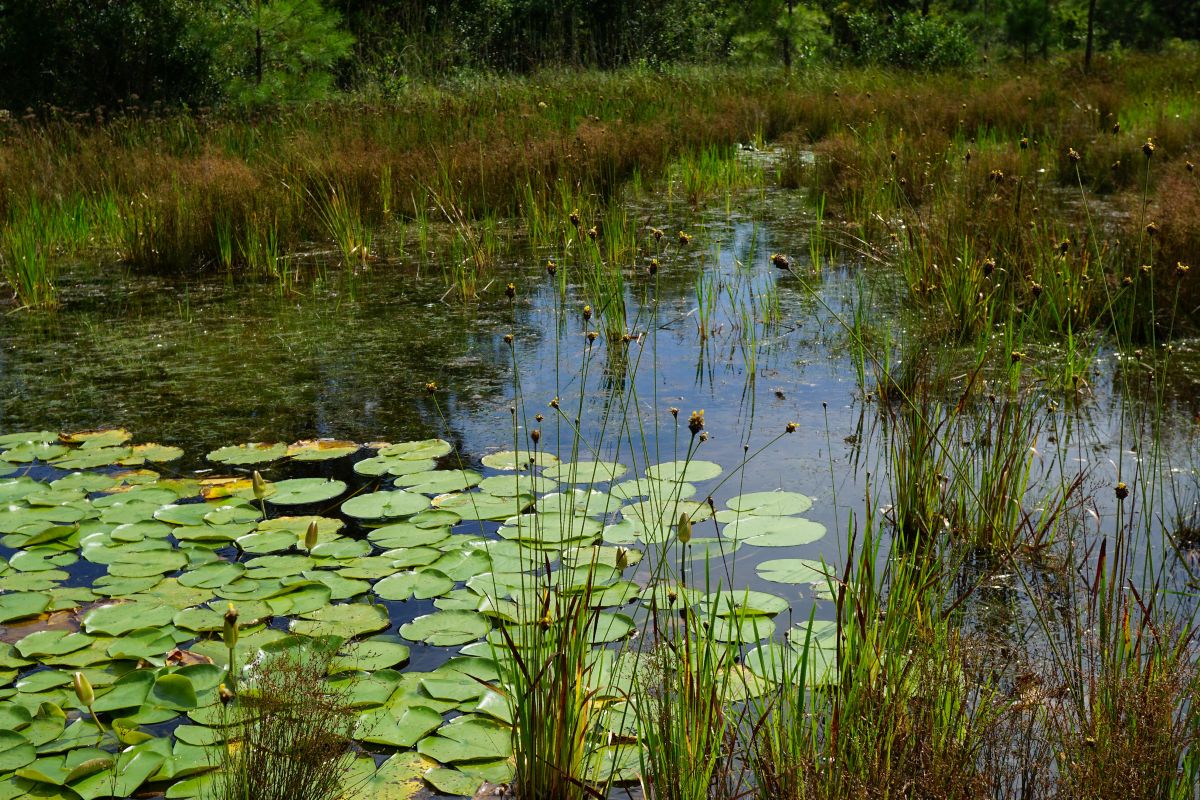 Isolated wetlands at Boiling Spring Lakes Preserve in Brunswick County. Photo: Kristie Gianopulos/NC Wetlands