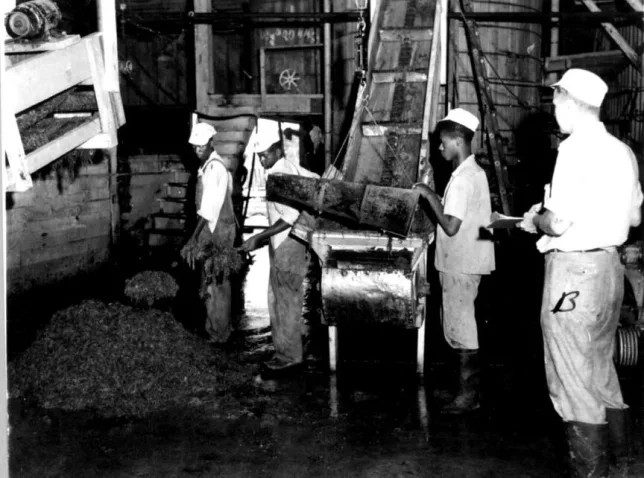 Inside the factory, the last stages of processing the seaweed into agar involved shaving the ice blocks made from the agar broth, spreading the shaved ice on trays, and blasting them with hot air until they were dry sheets of agar. Photo courtesy, State Archives of North Carolina

