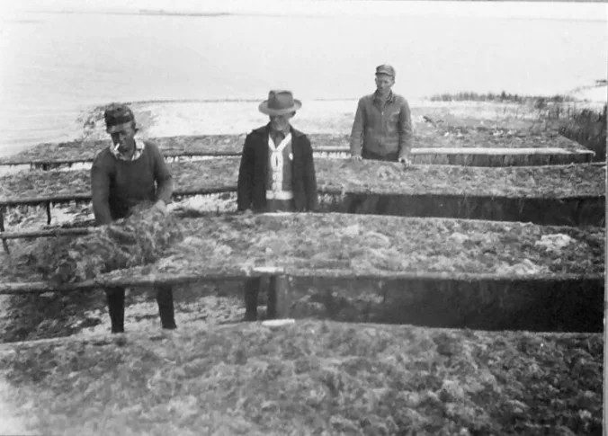 The seaweed was spread out to dry and bleach for several days before it was processed. Beaufort, 1944-45. Courtesy, State Archives of North Carolina