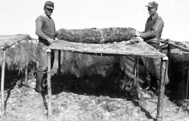 Another view of the seaweed drying at the Beaufort Chemical Co.’s agar factory in Beaufort, N.C., August 1944. Photo courtesy, State Archives of North Carolina

