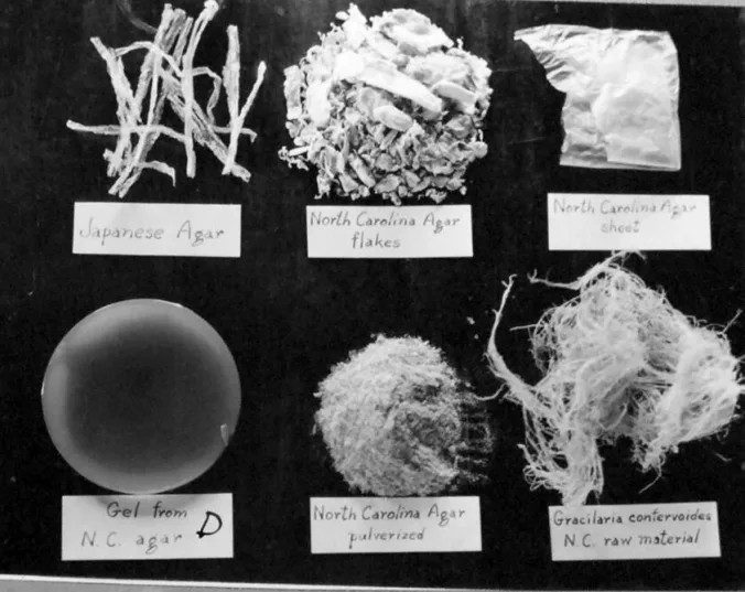 A display of different kinds of agar and of agar at different stages of processing. The display was located at the agar factory’s lab in Beaufort, N.C. Photo courtesy, State Archives of North Carolina

