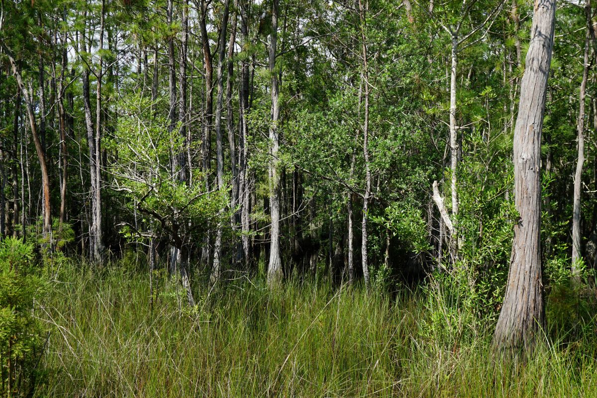 Isolated wetlands at Carolina Beach State Park. Photo: Kristie Gianopulos/NC Wetlands