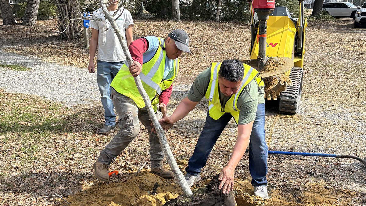 A crew with GreenMan Landscape Design & Maintenance out of Southport plant a live oak tree 15 feet off a side of Oak Island Drive on Oak Island. Photo: Trista Talton
