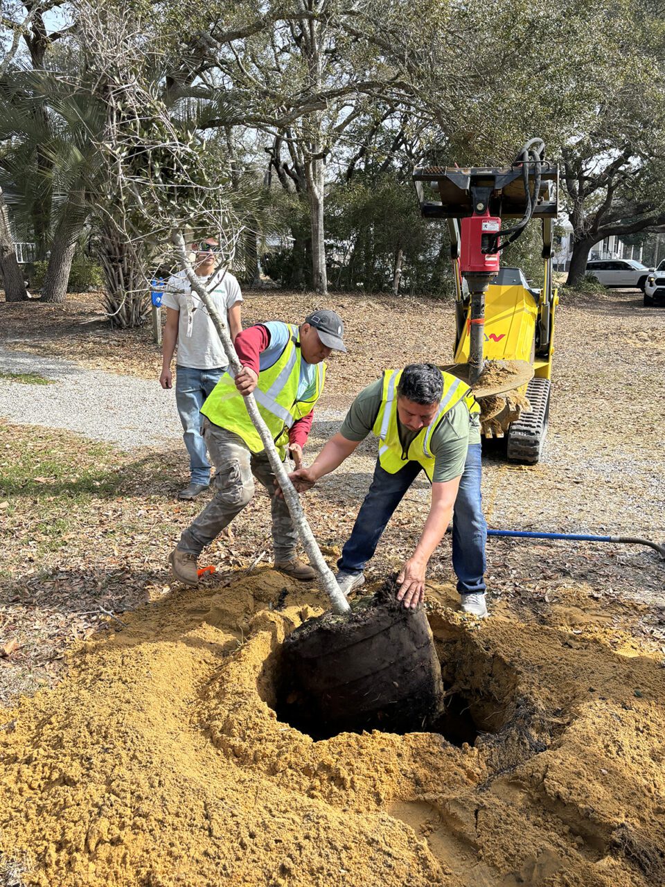 A crew with GreenMan Landscape Design & Maintenance out of Southport plant a live oak tree 15 feet off a side of Oak Island Drive on Oak Island. Photo: Trista Talton