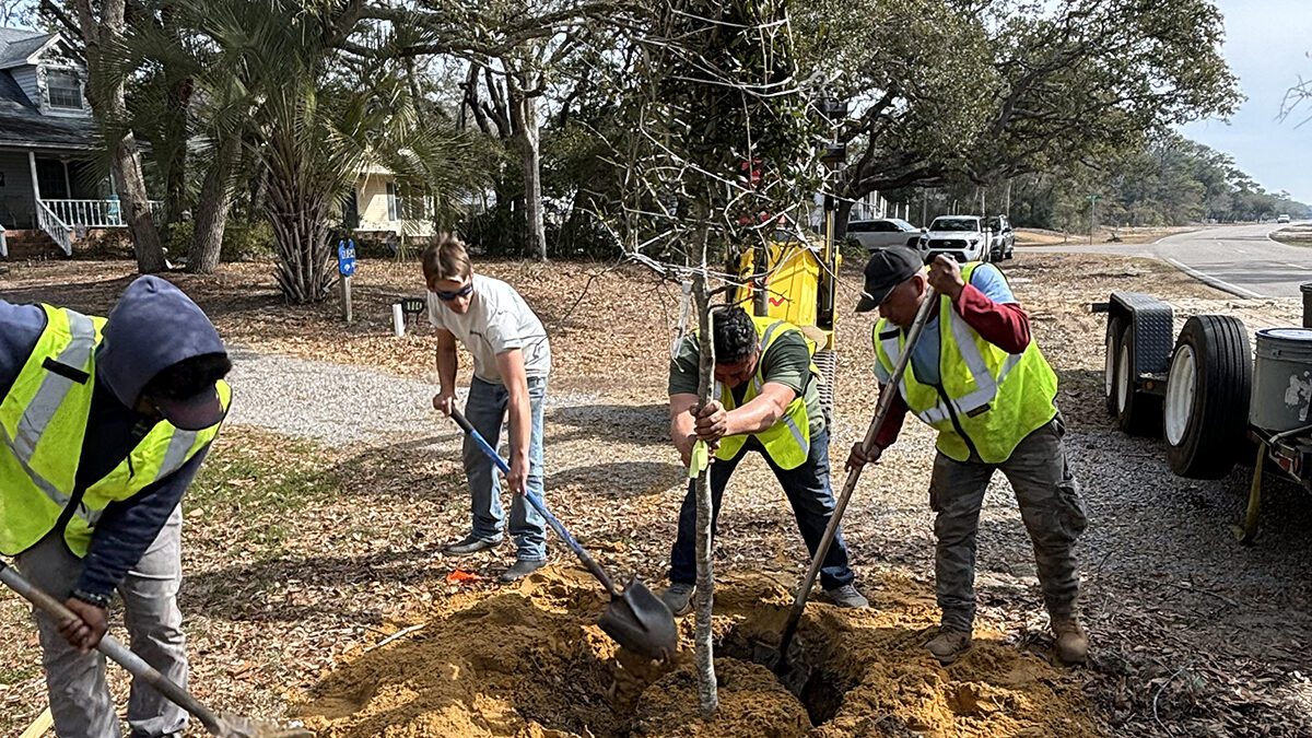 A Southport-based landscaping crew plants one of dozens of live oak trees along Oak Island's main thoroughfare Feb. 25. Photo: Trista Talton