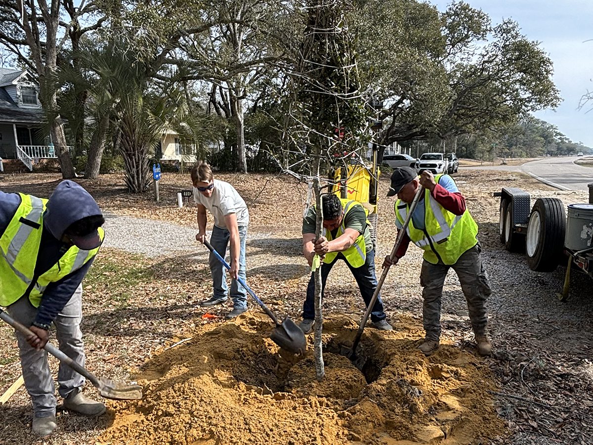 A Southport-based landscaping crew plants one of dozens of live oak trees along Oak Island's main thoroughfare Feb. 25. Photo: Trista Talton