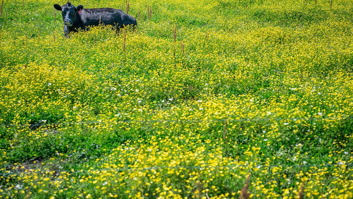 A calf lies in a field of spring flowers near the Haystacks area of Morehead City in Carteret County. Photo: Dylan Ray