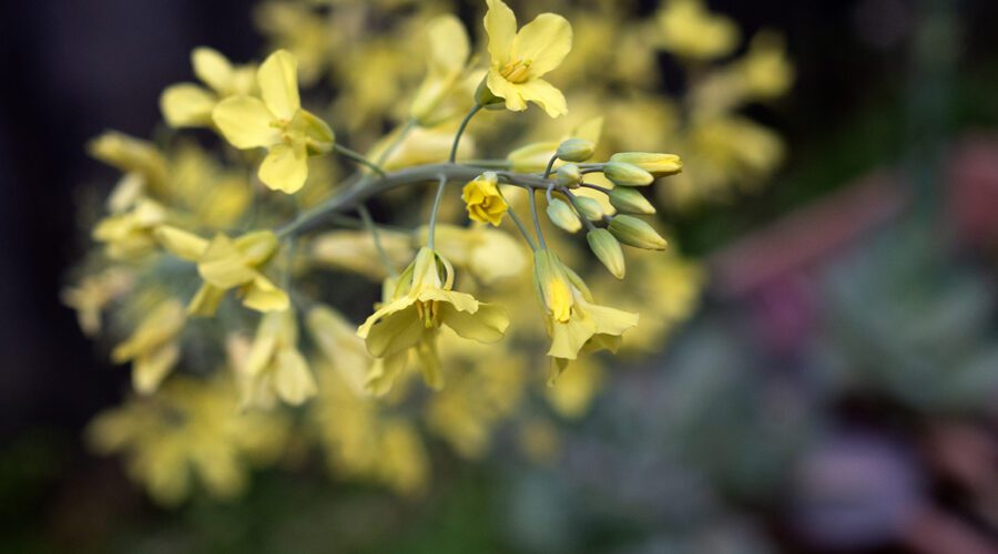 Cabbage plants cannot stand the heat by this time of spring, but their blossoms are attractive -- especially to pollinators. Photo: Mark Hibbs