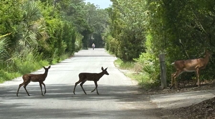 Two deer cross the road on Bald Head Island. Photo: Bald Head Island Conservancy