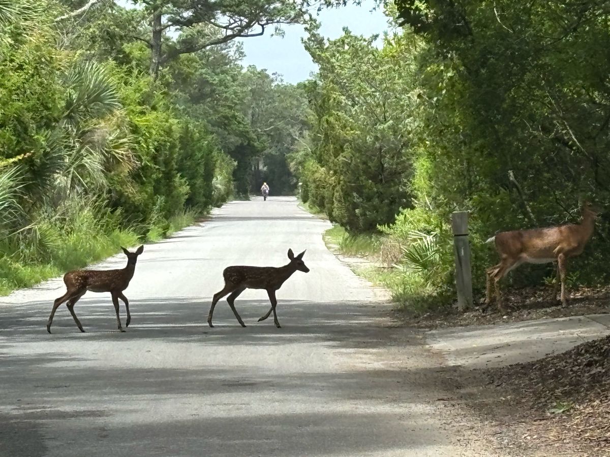 Two deer cross the road on Bald Head Island. Photo: Bald Head Island Conservancy