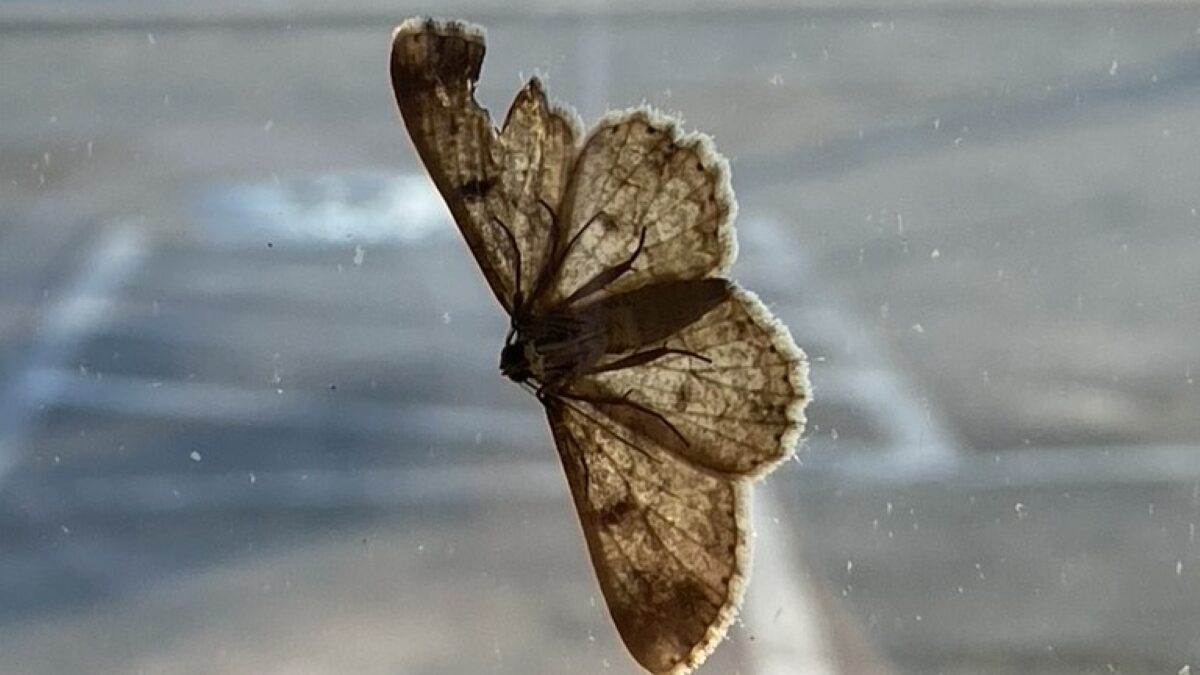 Thankfully, this moth is on the outside of the window! Looks like a bird took a chunk out of one wing. Photo: Heidi Skinner