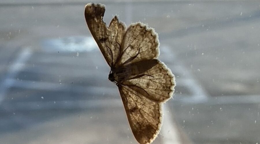 Thankfully, this moth is on the outside of the window! Looks like a bird took a chunk out of one wing. Photo: Heidi Skinner