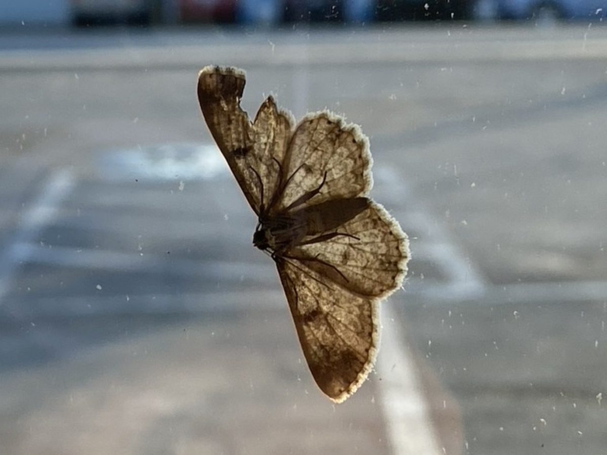 Thankfully, this moth is on the outside of the window! Looks like a bird took a chunk out of one wing. Photo: Heidi Skinner