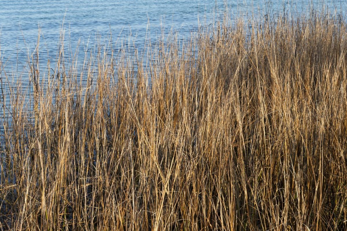 A North Carolina salt marsh. Photo: Ava Kocher