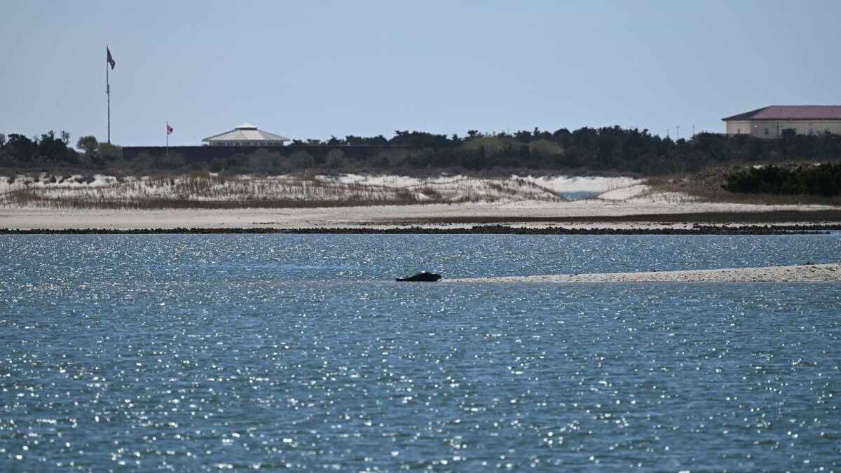 A lone harbor seal spotted from the Duke Marine Lab. Photo: Nick Kaney