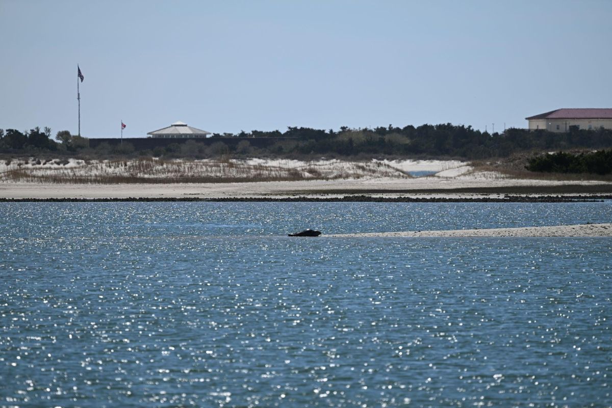 A lone harbor seal spotted from the Duke Marine Lab. Photo: Nick Kaney