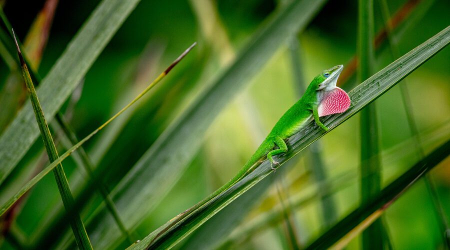An Anole sends out a message to potential mates by flexing his throat to reveal a show of color in a Beaufort garden. Photo: Dylan Ray