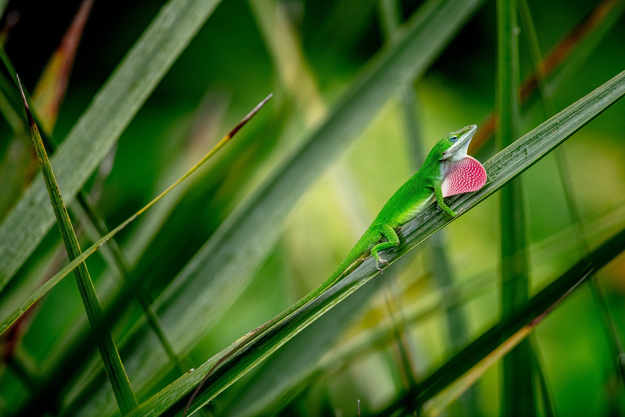 An Anole sends out a message to potential mates by flexing his throat to reveal a show of color in a Beaufort garden. Photo: Dylan Ray