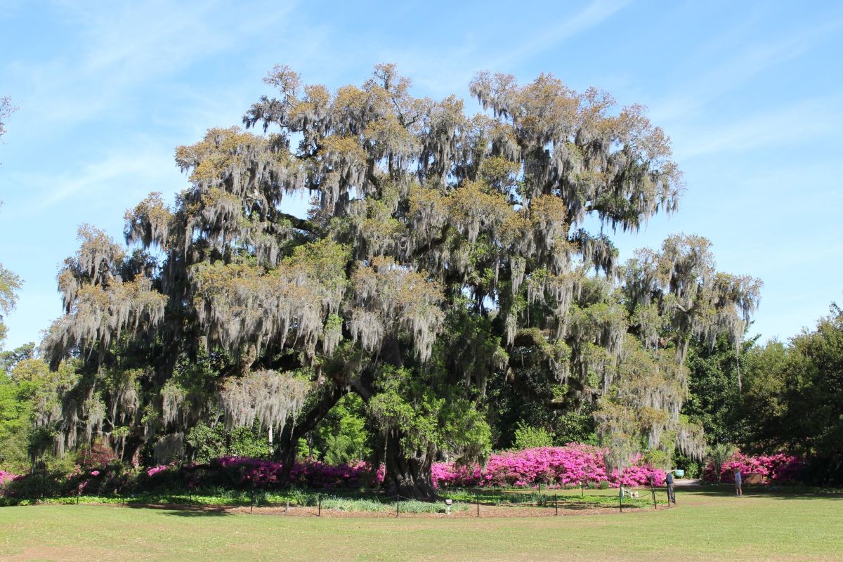 Arlie Oak. Photo: Jonathan Pattishall