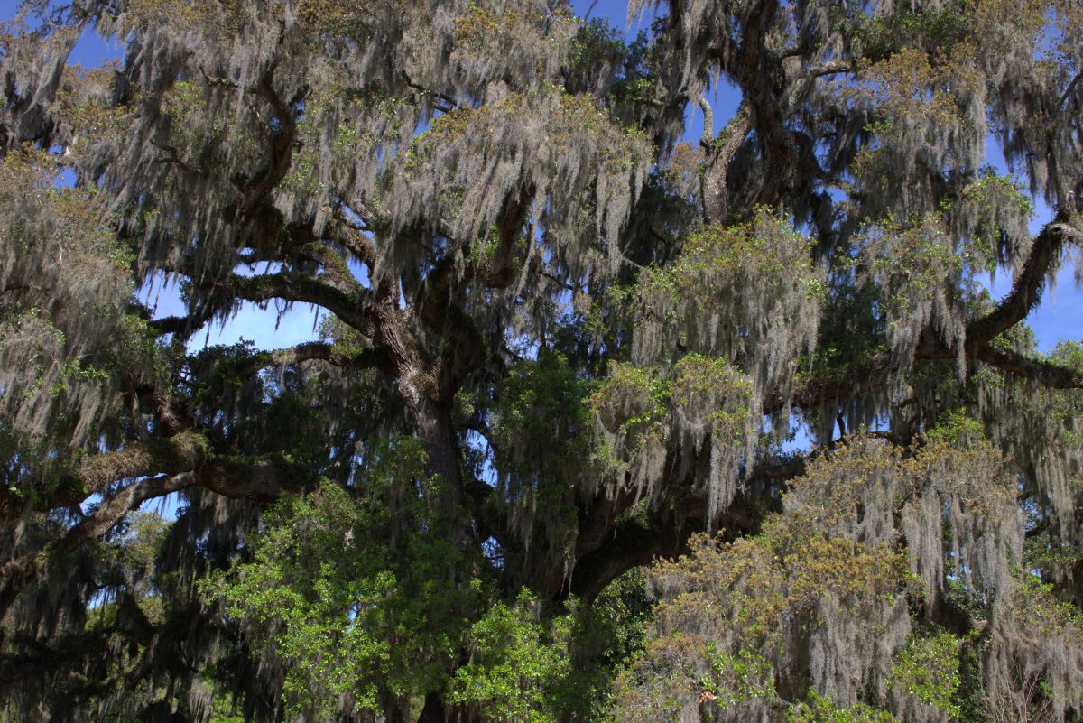 Arlie Oak branches. Photo: Jonathan Pattishall