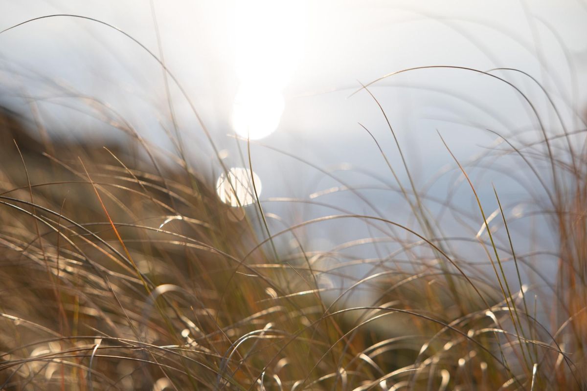 Blades of marsh grass. Photo: Ava Kocher