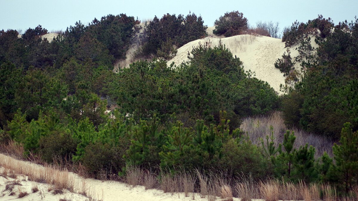 Jockey's Ridge is the tallest living sand dune system on the East Coast. Photo: Mark Hibbs