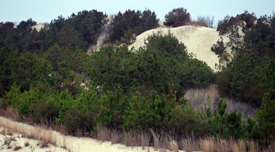 Jockey's Ridge is the tallest living sand dune system on the East Coast. Photo: Mark Hibbs