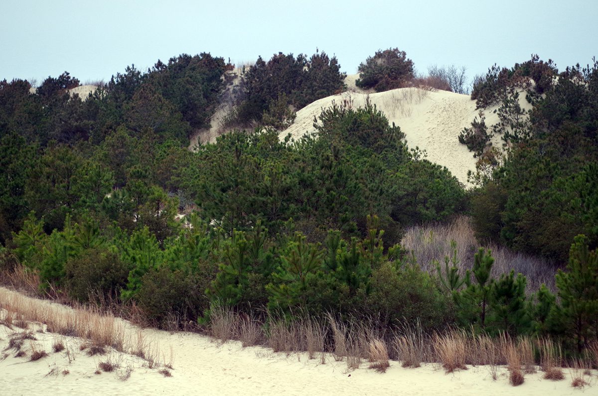 Jockey's Ridge is the tallest living sand dune system on the East Coast. Photo: Mark Hibbs