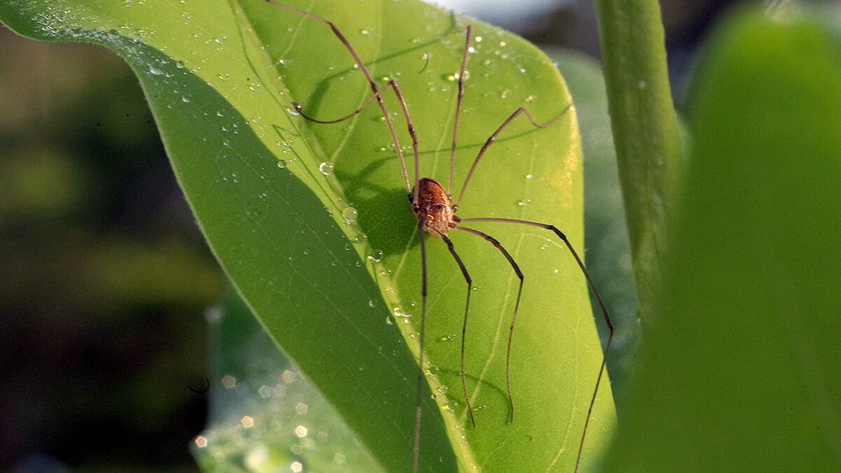 Daddy longlegs, scientifically speaking, a member of the Leiobunum genus, stretches its legs recently on the leaf of a sweetbay magnolia, or Magnolia virginiana, a native species on the North Carolina coast. Often called harvestmen -- there are at least 6,600 suborders of the species -- and mistakenly identified as spiders, the insect is an arachnid that has been found everywhere on Earth except Antarctica. Photo: Mark Hibbs
