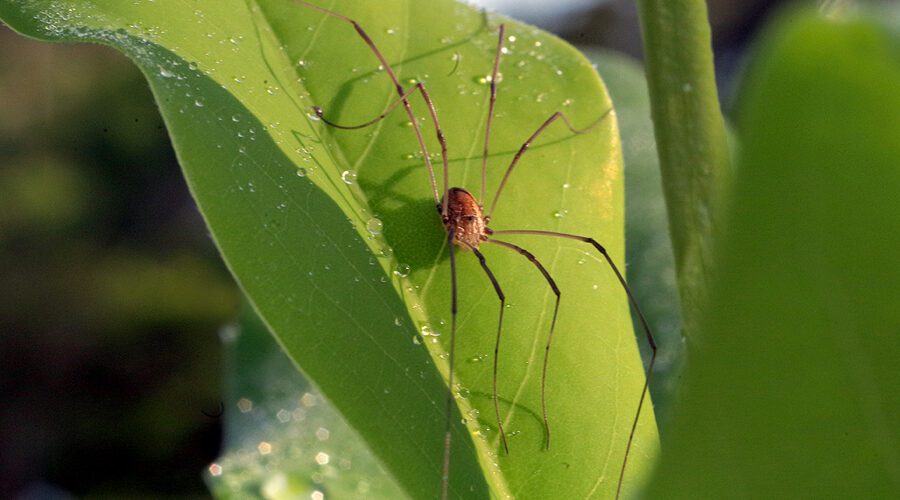 Daddy longlegs, scientifically speaking, a member of the Leiobunum genus, stretches its legs recently on the leaf of a sweetbay magnolia, or Magnolia virginiana, a native species on the North Carolina coast. Often called harvestmen -- there are at least 6,600 suborders of the species -- and mistakenly identified as spiders, the insect is an arachnid that has been found everywhere on Earth except Antarctica. Photo: Mark Hibbs