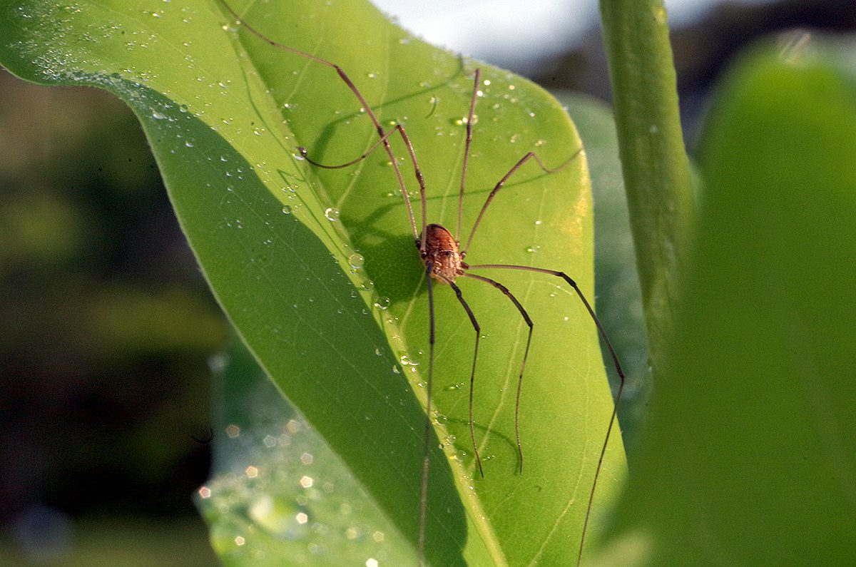 Daddy longlegs, scientifically speaking, a member of the Leiobunum genus, stretches its legs recently on the leaf of a sweetbay magnolia, or Magnolia virginiana, a native species on the North Carolina coast. Often called harvestmen -- there are at least 6,600 suborders of the species -- and mistakenly identified as spiders, the insect is an arachnid that has been found everywhere on Earth except Antarctica. Photo: Mark Hibbs