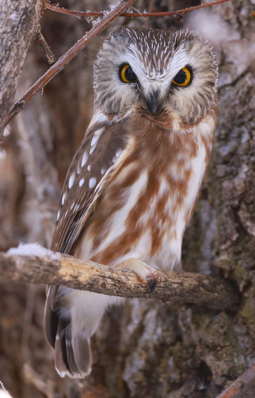 A saw-whet owl is perched on a branch. Photo: Sam Bland
