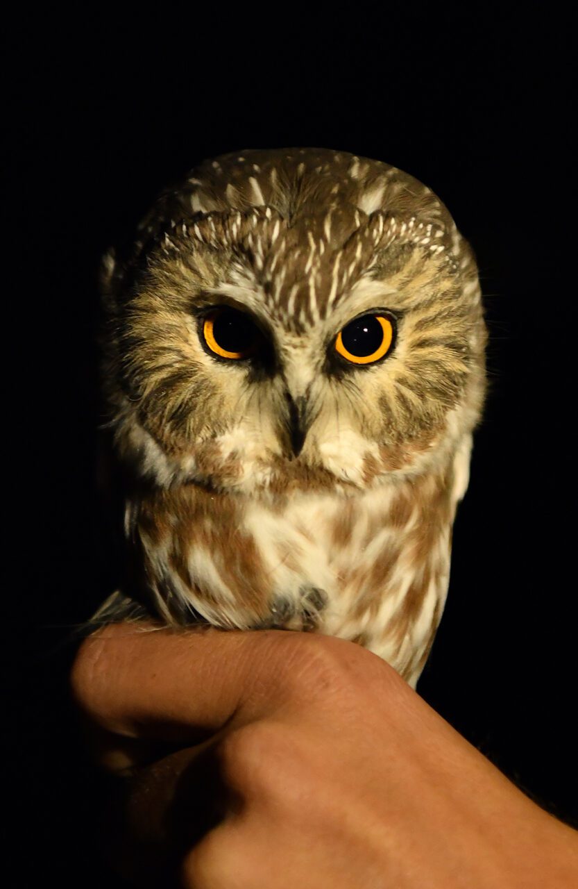 A northern saw-whet owl is banded for research. Photo: Sam Bland