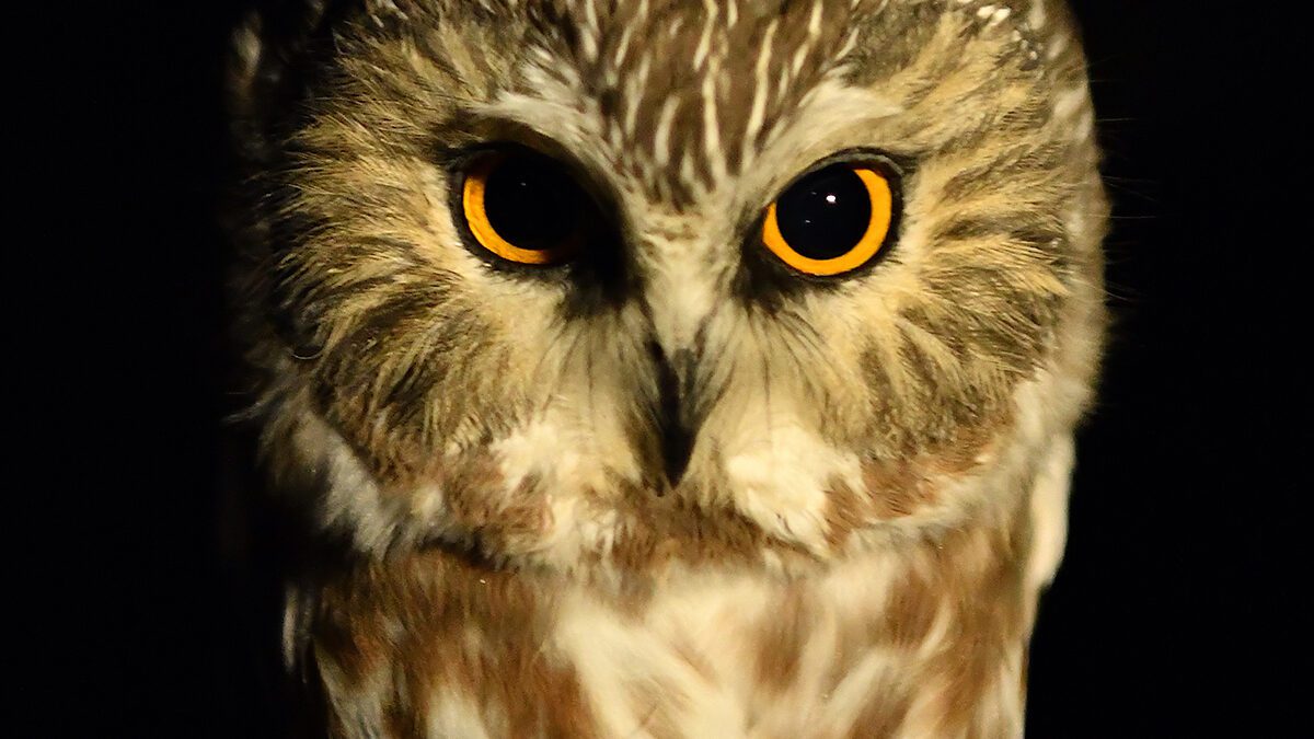 A northern saw-whet owl is banded for research. Photo: Sam Bland