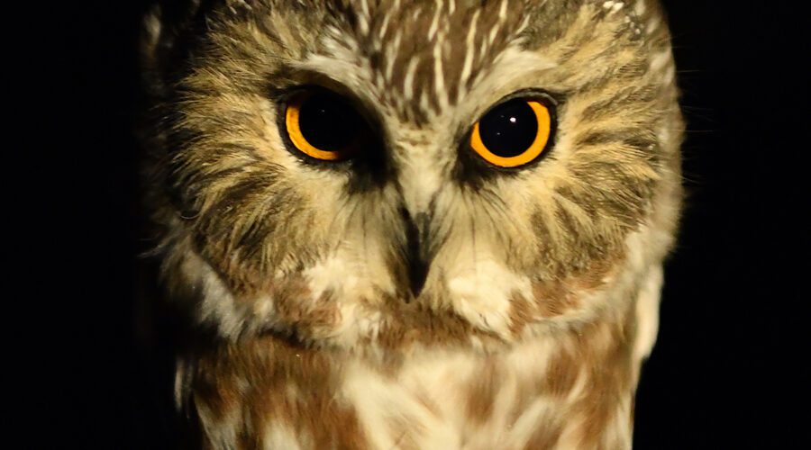 A northern saw-whet owl is banded for research. Photo: Sam Bland