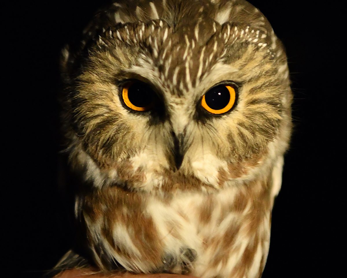 A northern saw-whet owl is banded for research. Photo: Sam Bland