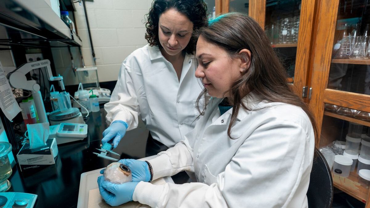 UNC Wilmington assistant professor of biology and marine biology Lorian Schweikert and graduate student Vanessa Moreno measure the dimensions of a humpback whale eye specimen. Photo: Michael Spencer/UNCW