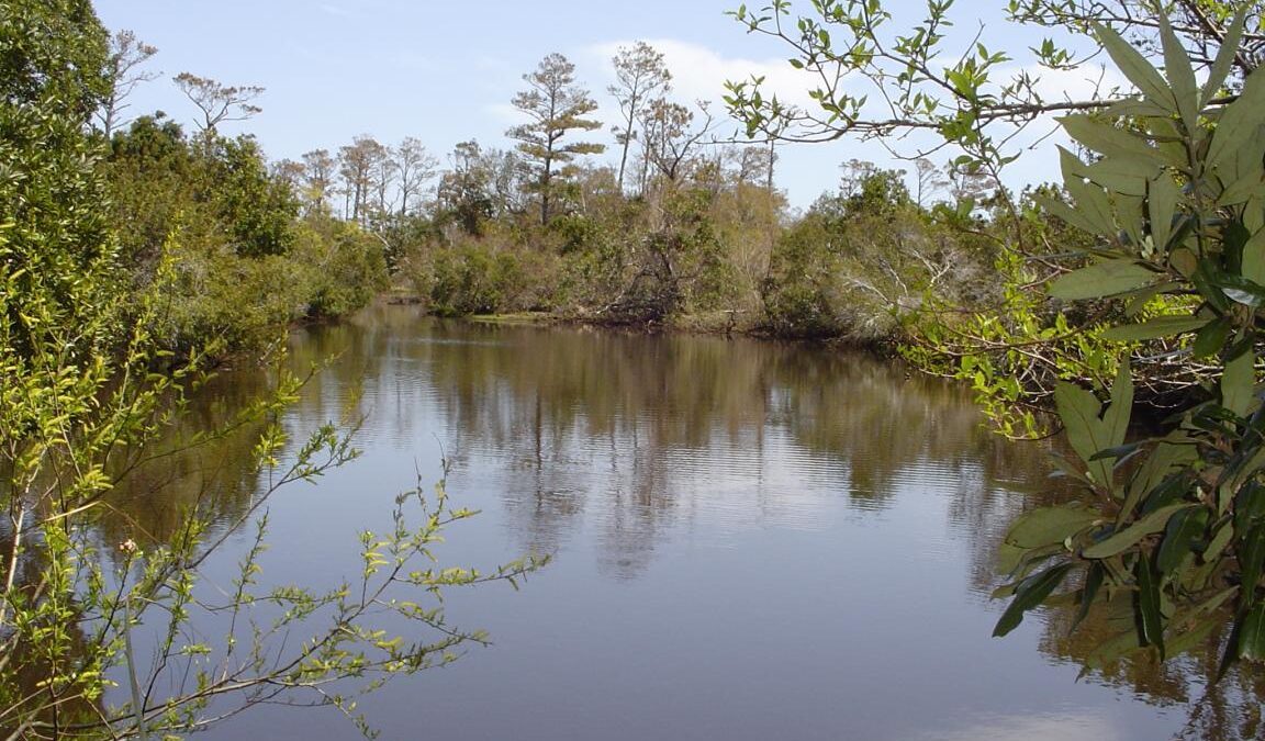 Buxton Woods Reserve was established in 1988 and is part of the North Carolina Coastal Reserve. Photo: NCDEQ