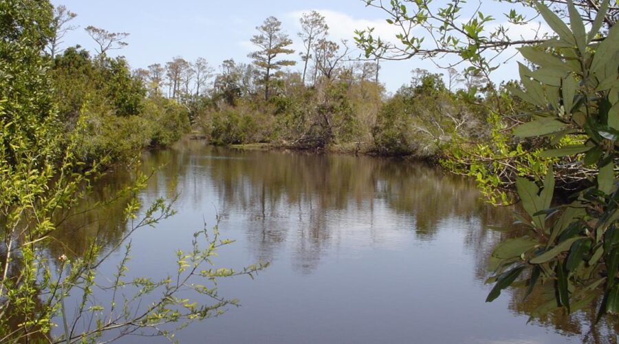 Buxton Woods Reserve was established in 1988 and is part of the North Carolina Coastal Reserve. Photo: NCDEQ