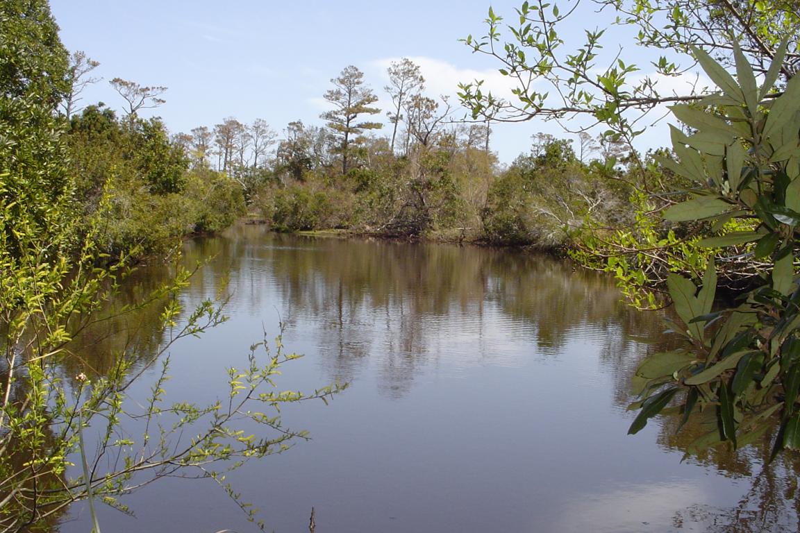Buxton Woods Reserve was established in 1988 and is part of the North Carolina Coastal Reserve. Photo: NCDEQ
