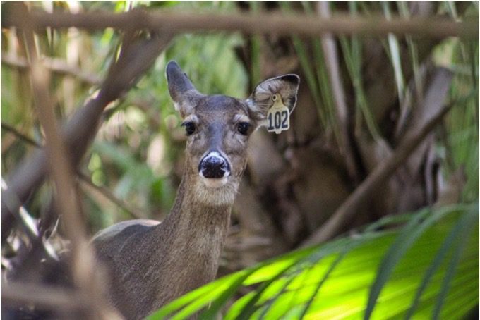 The ear tag on this doe indicates she was previously captured and dosed and given immunocontraception. Photo: Bald Head Island Conservancy