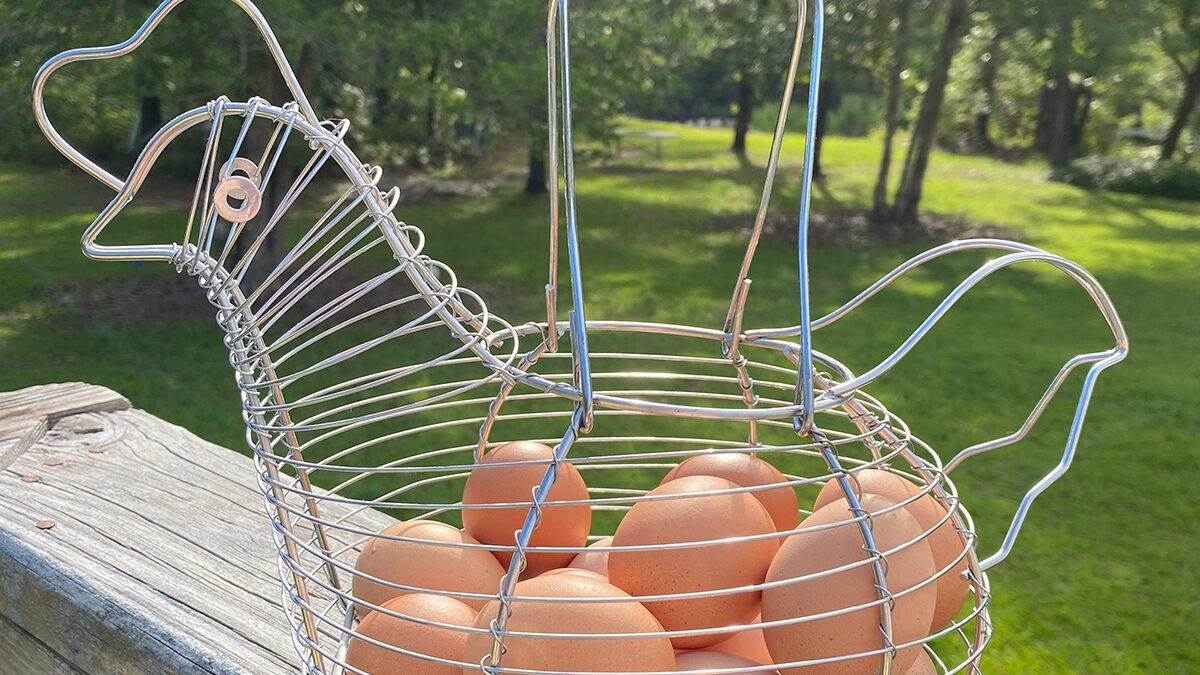 We've all heard the saying, "Don't put all your eggs in one basket,” and there’s a very good reason for the axiom, especially if you happen to drop the basket. Photo: Heidi Skinner