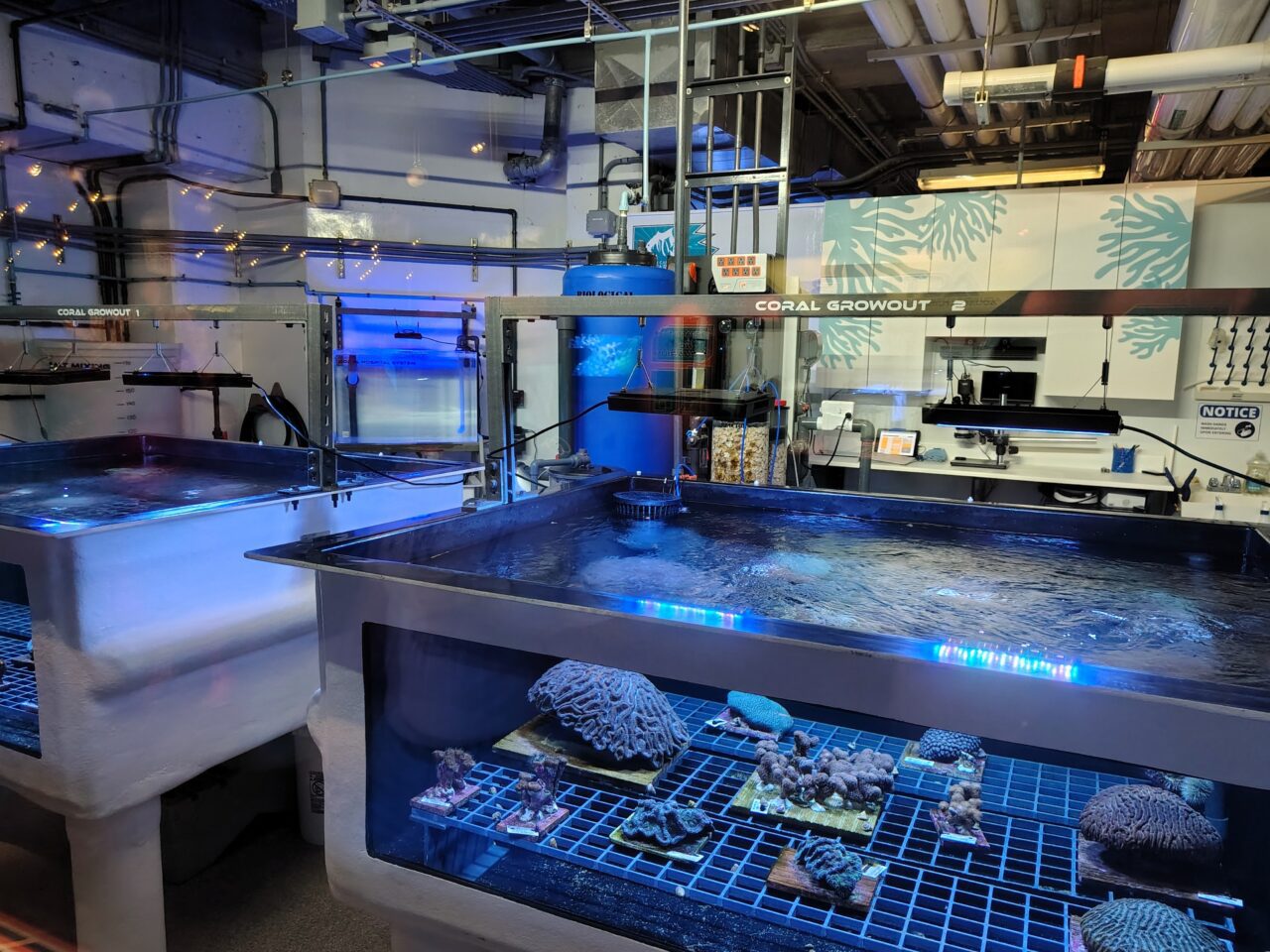 The Pine Knoll Shores aquarium is currently caring for 10 species of coral as part of the Florida Reef Tract Rescue Project. Photo: Jennifer Allen
