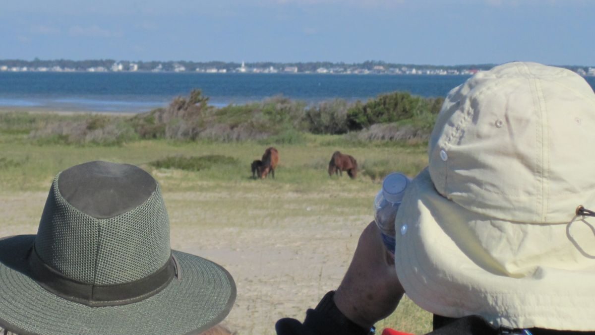 Visitors keep their distance during a past Horse Sense and Survival tour offered through Cape Lookout National Seashore. Photo: National Park Service