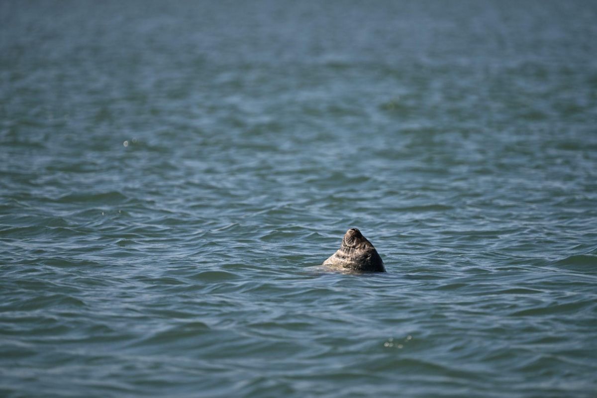 The harbor seal rests at the surface. Photo: Nick Kaney