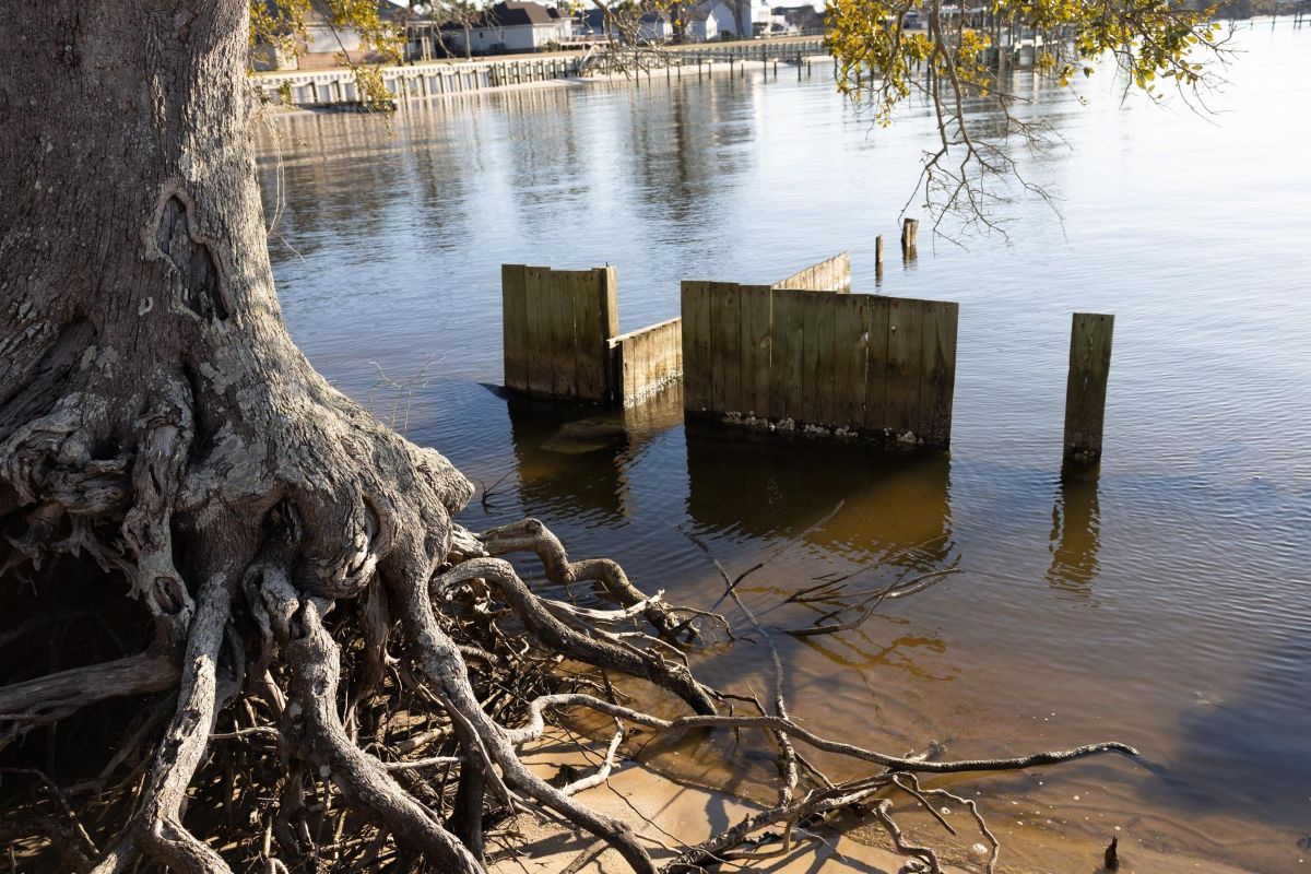 The existing wooden bulkhead fails to hold the Neuse back from property lines and drowning oaks. Reinforced fiberglass bulkheads visible in the background. Photo: Ava Kocher